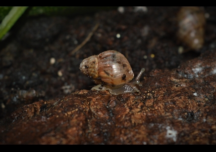 Lissachatina fulica (C/B by BugzUK)