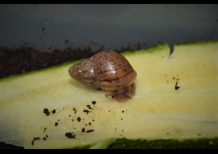 Lissachatina fulica (C/B by BugzUK)