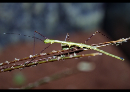 Myronides sp Peleng