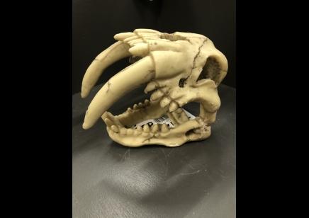 skull sabre tooth tiger 15.5 x 8.5 x x11.5 cm