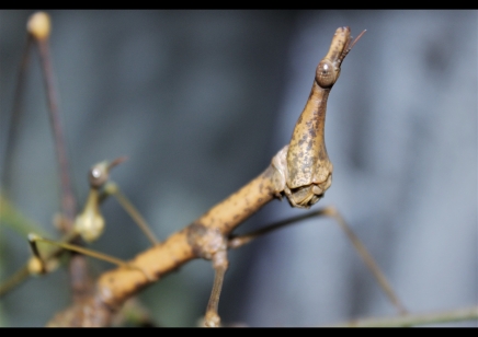 Pseudoproscopia latirostris (8 left of small and medium)