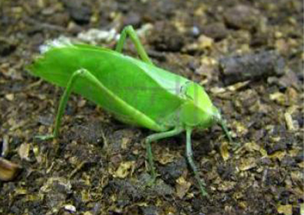 Stilpnochlora Couloniana