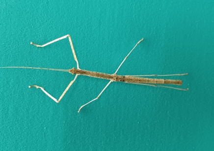 Phaenopharos khaoyaiensis - Bud-wing stick insect