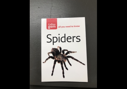 Spiders: Collins gem