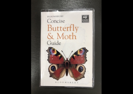 Butterfly & moth: Concise  Guide