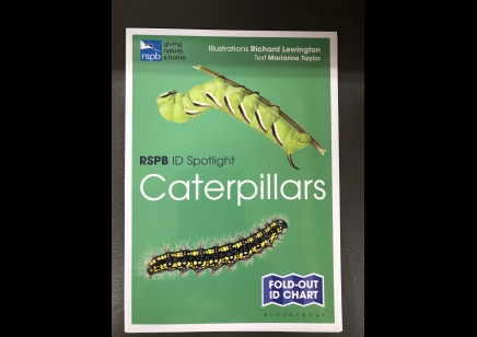 Caterpillars: RSPB ID spotlight