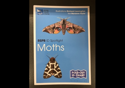 Moths: RSPB ID spotlight 
