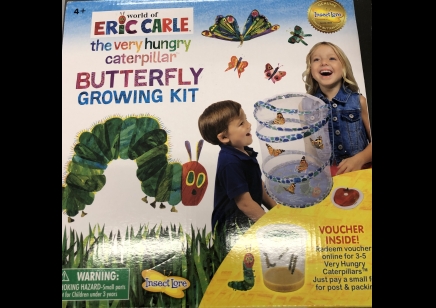 Insect Lore: Very hungry caterpillar, Butterfly growing Kit (4yrs plus)
