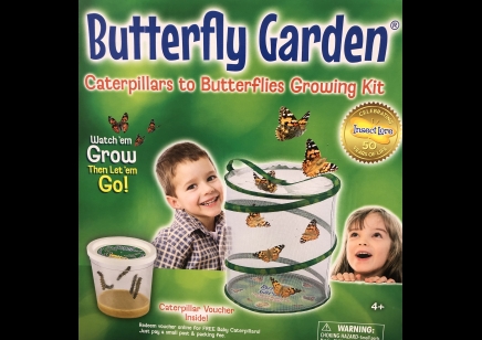 Insect Lore: Butterfly Garden (4yrs plus)