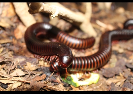 Archispirostreptus gigas - Congo black, African giant black *special offer*