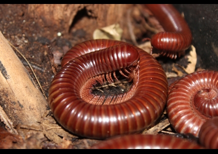 Ophistreptus guineensis - African Giant Chocolate millipede