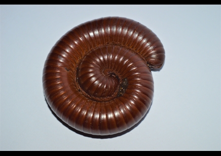 Ophistreptus guineensis - African Giant Chocolate millipede