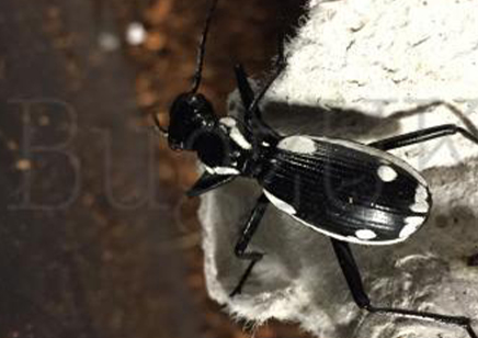 Anthia Sexmaculata (no Guarantee To Send Pairs, As Only Sexable When Found Mating)