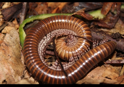 Telodeinopus aouti (CB by BugzUK)