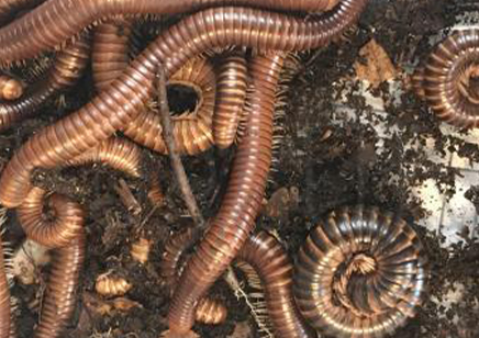 Telodeinopus assiniensis - Satin Millipede