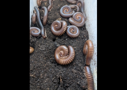 Telodeinopus assiniensis - Satin Millipede