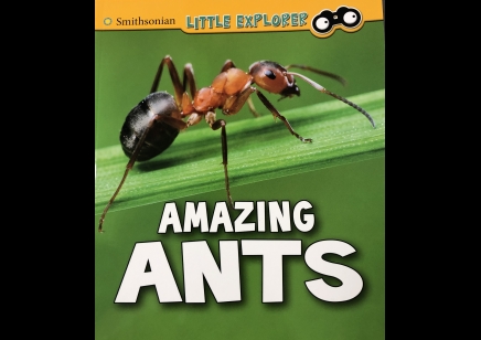 Childrens: Amazing Ants 