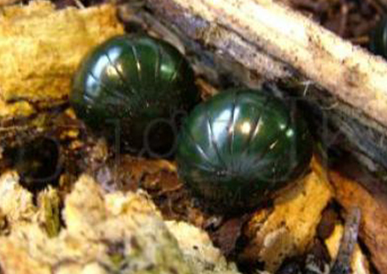 Pill Millipedes..(zoosphaerium Neptunus Giant Green)