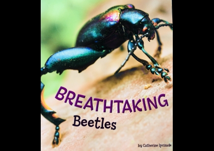 Breathtaking Beetles -  Paperback  - By Catherine Ipcizade
