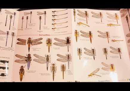 Guide to Dragonflies and damselflies of Britain - Natural History Museum