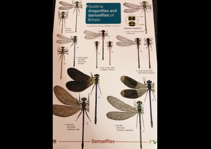 Guide to Dragonflies and damselflies of Britain - Natural History Museum