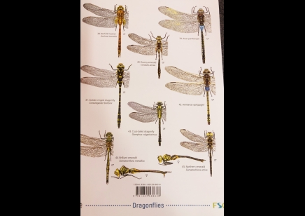 Guide to Dragonflies and damselflies of Britain - Natural History Museum