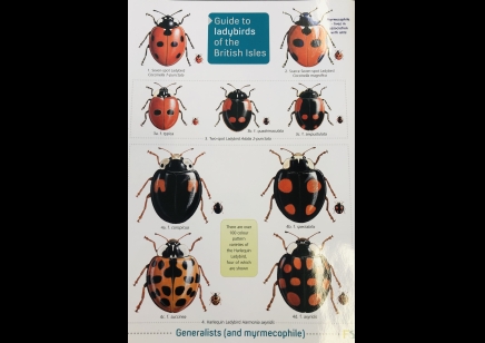 Guide to Ladybirds of the British Isles  -  Natural History Museum