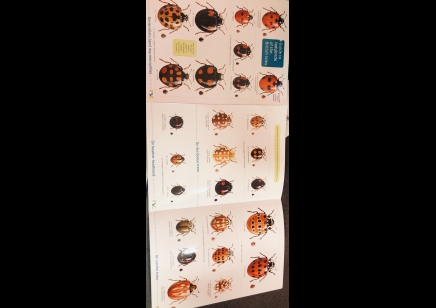 Guide to Ladybirds of the British Isles  -  Natural History Museum