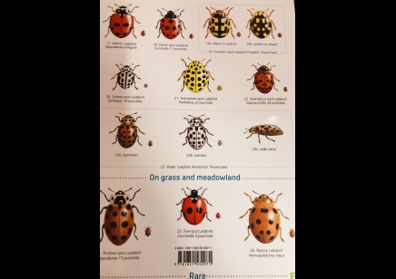 Guide to Ladybirds of the British Isles  -  Natural History Museum