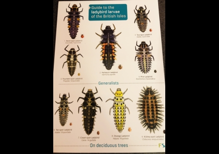 Guide to the Ladybird Larvae of the British Isles  -  Natural History Museum