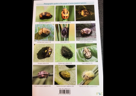 Guide to the Ladybird Larvae of the British Isles  -  Natural History Museum