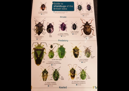 Guide to ShieldBugs of the British Isles  -  Natural History Museum