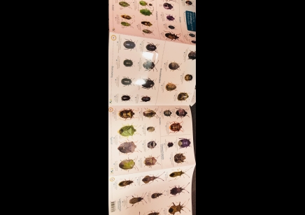 Guide to ShieldBugs of the British Isles  -  Natural History Museum