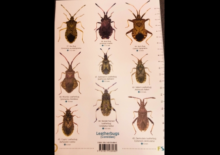 Guide to ShieldBugs of the British Isles  -  Natural History Museum