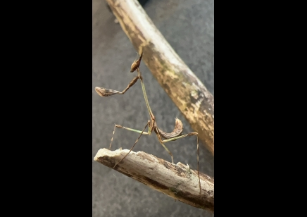 Idolomorpha lateralis - Alien head mantis