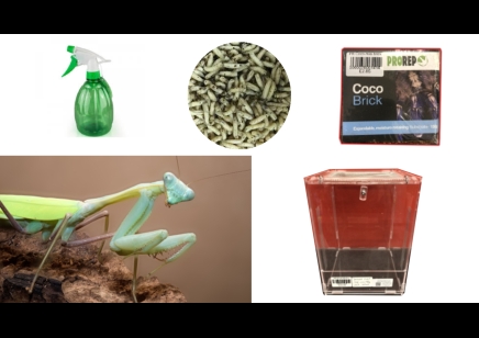 Giant asian praying mantis starter kit