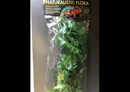 Plastic Plant: Zoo Med- Medium Mexican Phyllo