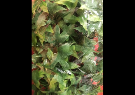 PLASTIC PLANT:  MEDIUM CONGO IVY