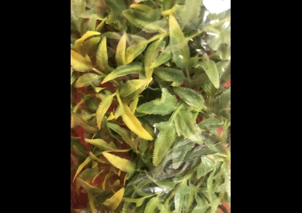 PLASTIC PLANT: MEDIUM BOLIVIAN CROTON