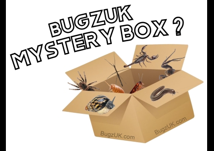 Special Mystery Box