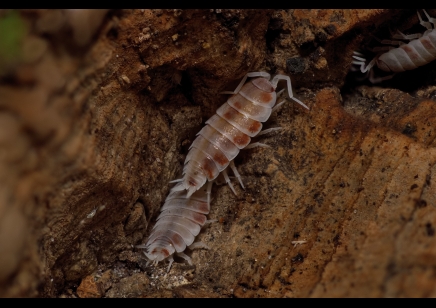 Porcellionides pruinosus 'orange koi' - pack of 50! (CB by BugzUK)