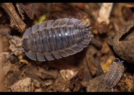 Porcellio spatulatus 'Coros' - pack of 50! (CB by BugzUK)