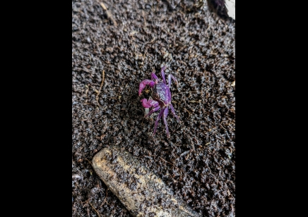 Geosesarma dennerle - Lavender Vampire Crab - Males