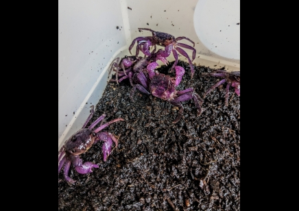 Geosesarma dennerle - Lavender Vampire Crab - Female