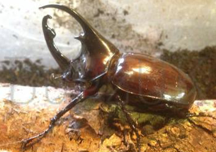 Augosoma Centaurus (adults Must Be Ordered In Pairs)