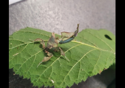 Phyllocrania paradoxa (Ghost Mantis - Green)
