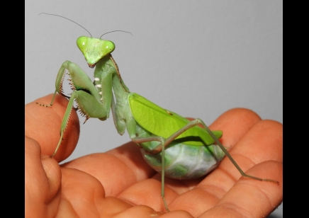 Sphodromantis Aurea