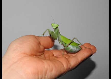 Sphodromantis Aurea