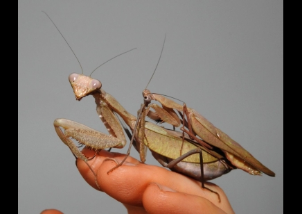 Sphodromantis Aurea