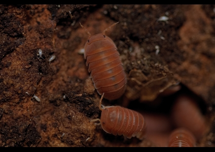 Cubaris murina 'mandarin'